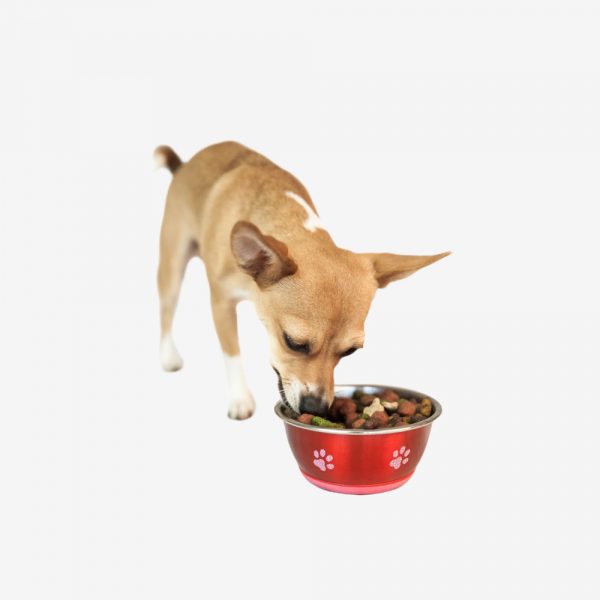 Dog Bowl Food